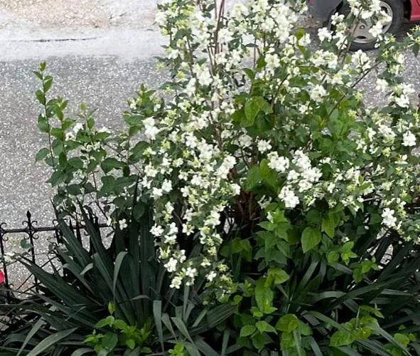 Lila's House * Prinos (Thasos)